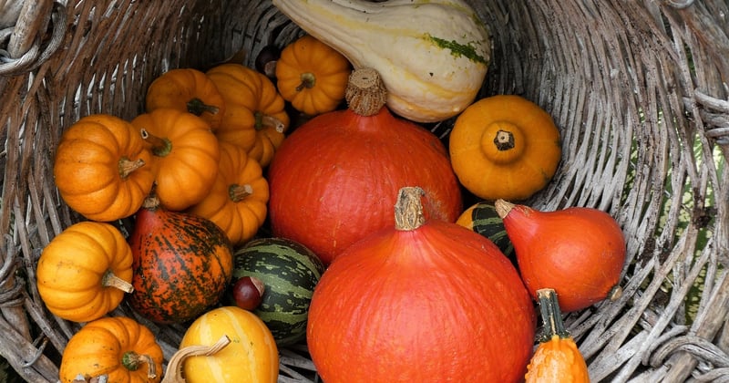 Recettes de saison pour cuisiner local : le guide qui change tout