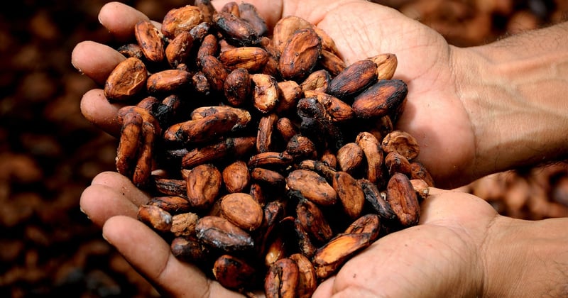 Cours du cacao à un niveau record : pourquoi votre tablette préférée va coûter plus cher